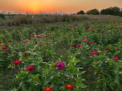 -合肥滨湖国家森林公园