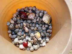 -红树林天天赶海