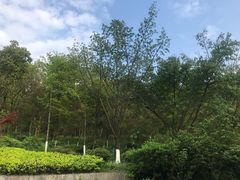 -铁山坪森林公园