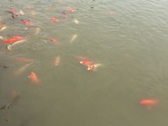 -大湾区中央湿地公园