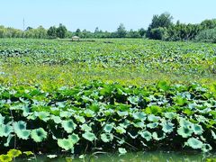 -泗洪洪泽湖湿地景区