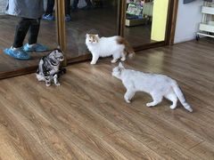-猫的茶·猫咖