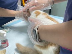 -半岛宠物医院24小时(科华中路店)