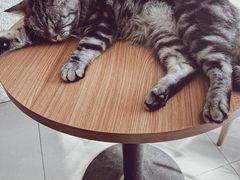 -平行世界·猫咖(首经贸店)