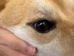 -南京Hallo宠物乐园·哈罗犬舍·柴犬繁育基地