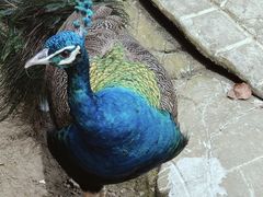 -哈尔滨北方森林动物园