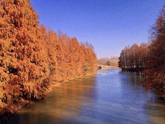 -上海海湾国家森林公园