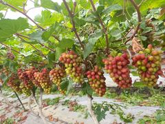 -金谷域澳洲庄园