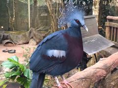 -清迈夜间动物园