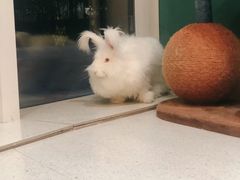 -飞行喵MR PILOT|猫舍·猫咖(静安大融城店)