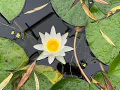 -微山湖红荷湿地景区