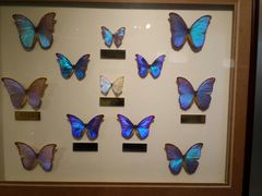 android_upload_pic-上海昆虫博物馆