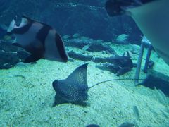 -烟台海昌鲸鲨海洋公园