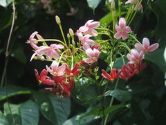 -火炉山森林公园