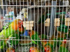 -赵记阿香婆麻辣涮(平顶山店)