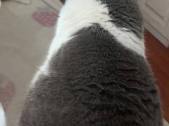 -钦宠·猫咪售卖·洗护·寄养(东圃旗舰店)