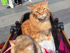 -藏猫猫咖啡主题馆(中央大道店)