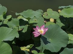 -大兴滨河森林公园