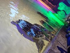 -华夏文旅海洋公园