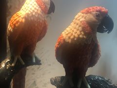 -绮丽珊瑚(台北101旗舰门市店)