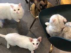 -飞行喵MR PILOT|猫舍·猫咖(静安大融城店)