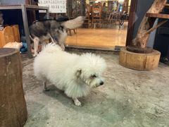 -more than meow吴止猫主题餐厅(承德 中船汇店)