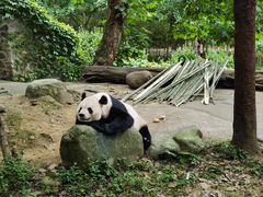 -都江堰中华大熊猫苑