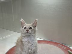 -青奢宠物·青奢猫舍