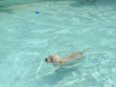 -帕帕拉兹宠物(亚洲旗舰店)