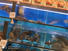 水产区-盒马鲜生(宝地店)