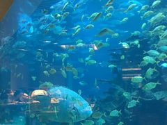 -海棠湾洲际-涛·海底餐厅·美人鱼·自助餐·海底隧道