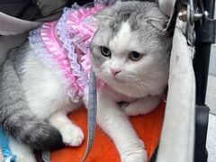 -帕帕拉兹宠物(亚洲旗舰店)