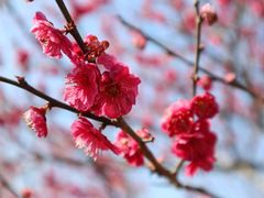 -香雪海