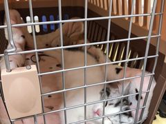 -凯特喵百思猫专科医院