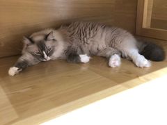 -滚猫咖啡·猫咖·猫友好撸猫(未来城店)