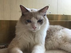 -飞行喵MR PILOT|猫舍·猫咖(静安大融城店)