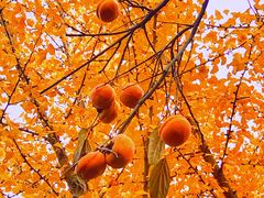 -北京石刻艺术博物馆(五塔寺)
