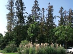 -上海长兴岛郊野公园