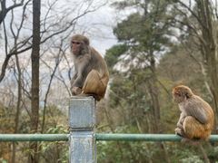 -黔灵山公园