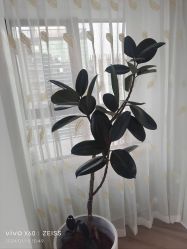 -HEYAN荷妍专业脱毛连锁机构