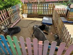 -萌宠亲子动物乐园(槐房万达店)