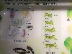 -上海昆虫博物馆