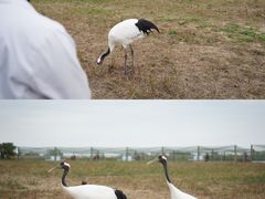 -盐城丹顶鹤湿地生态旅游区