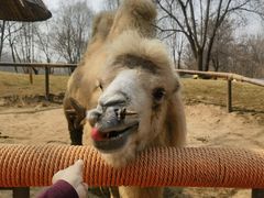 -北京野生动物园