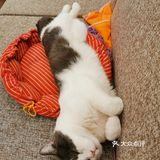 无所事事小肥喵，好吃懒做狂长膘～