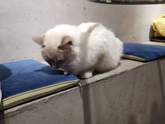 -浣熊柯尔鸭土拨鼠·电玩咖