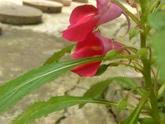 -乐领拈花溪·林涧食韵