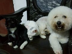 -严国平动物医院(德政总院)