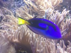 -凯莉-塔尔敦海洋生物水族馆