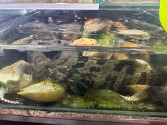 -班赞海鲜市场
